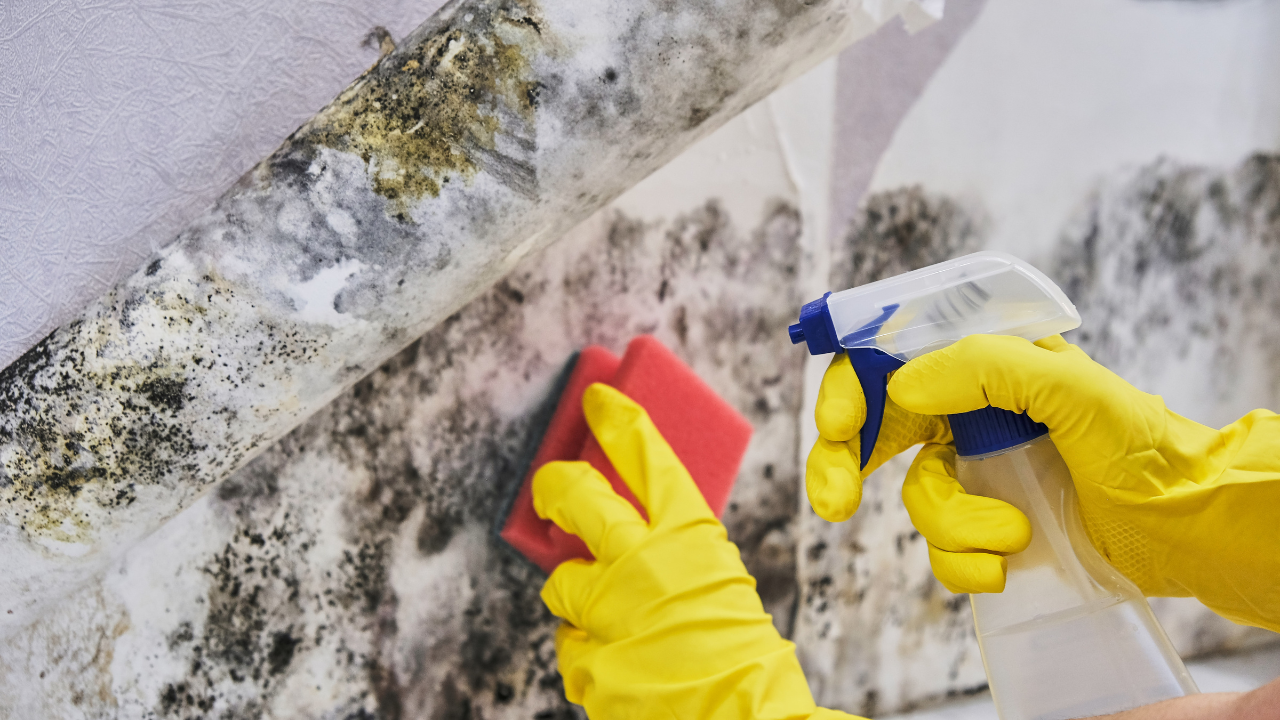 Residential Mildew Removal Repair Near Me